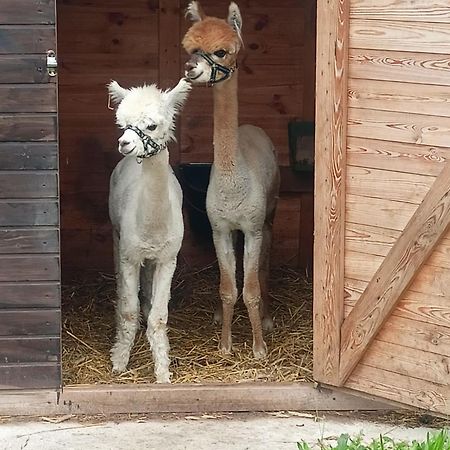 Malinowy Gaj - Agroturystyka Z Alpakami I Innymi Zwierzetami Swietajno  Bagian luar foto