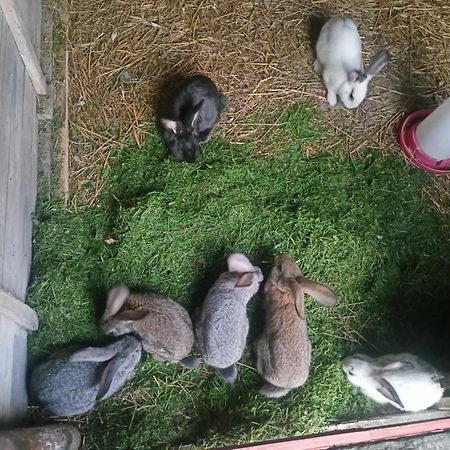 Malinowy Gaj - Agroturystyka Z Alpakami I Innymi Zwierzetami Swietajno  Bagian luar foto