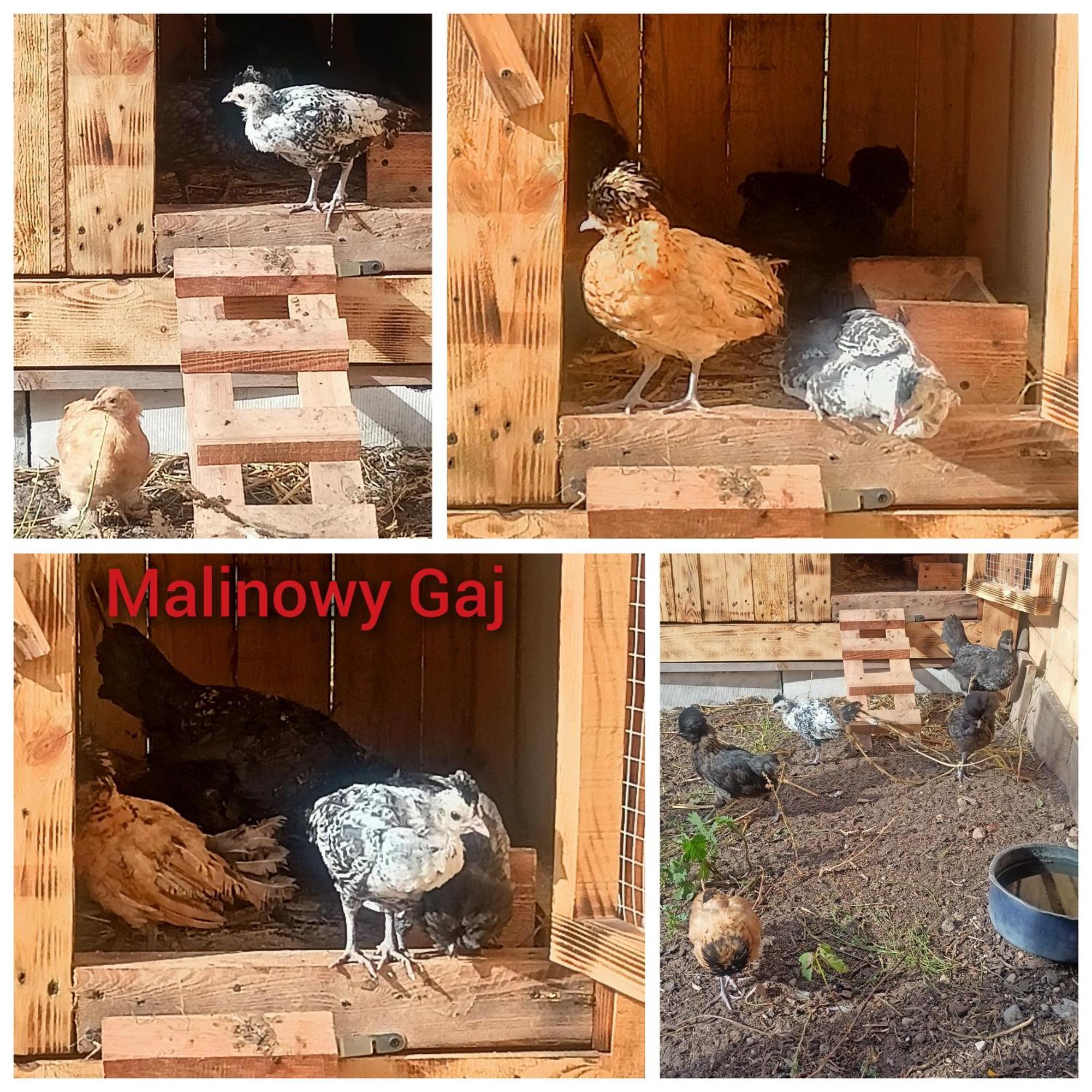 Malinowy Gaj - Agroturystyka Z Alpakami I Innymi Zwierzetami Swietajno  Bagian luar foto
